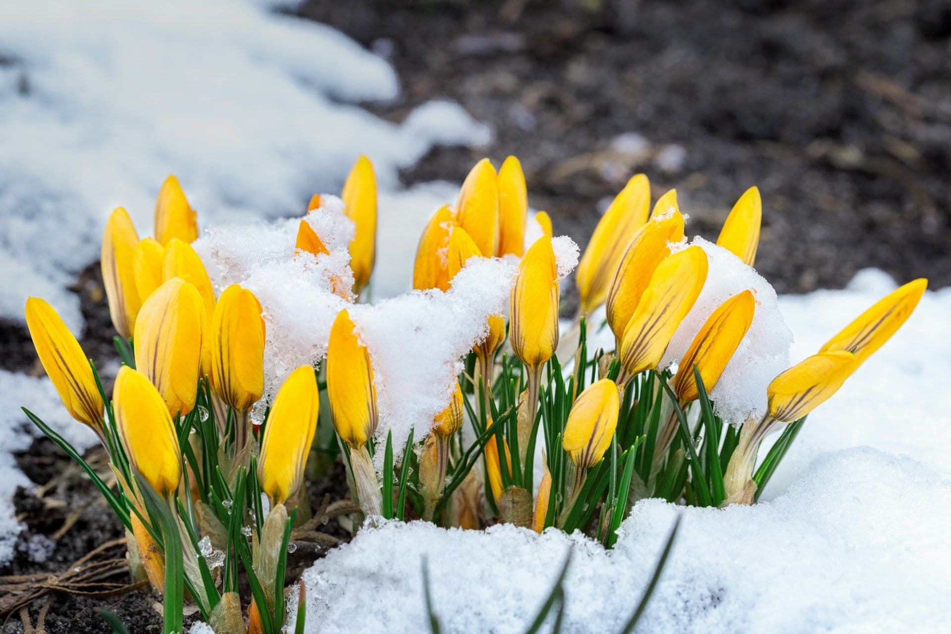 Daffodils emerge from snowy ground.
