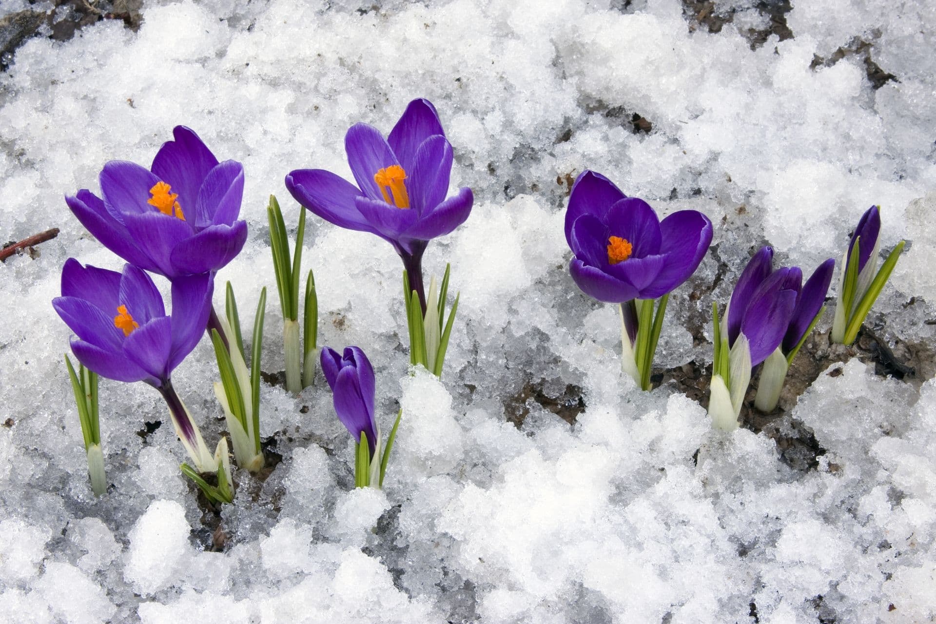 Crocus flowers blooming through melting snow.