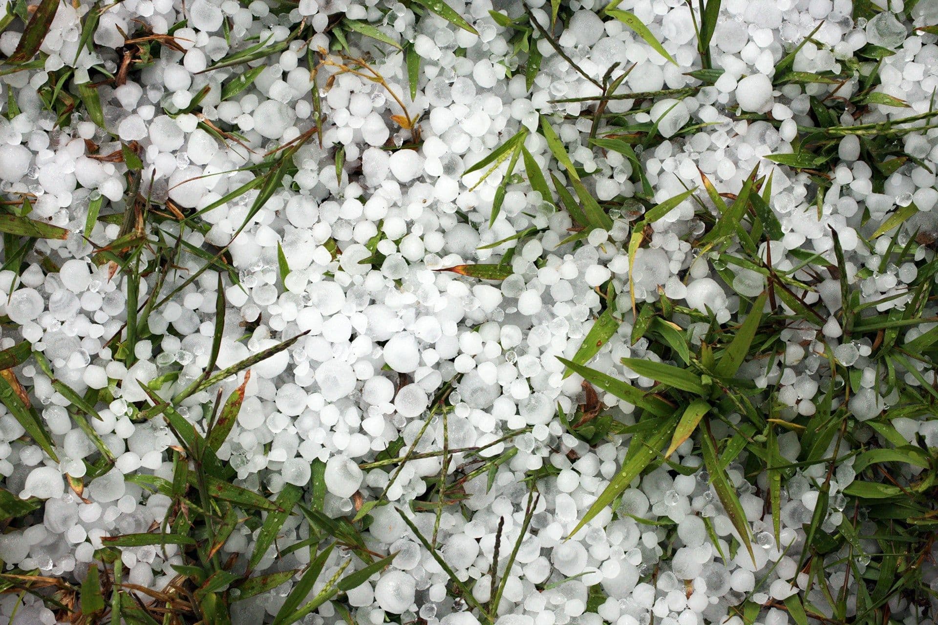 Hail pellets on grass.