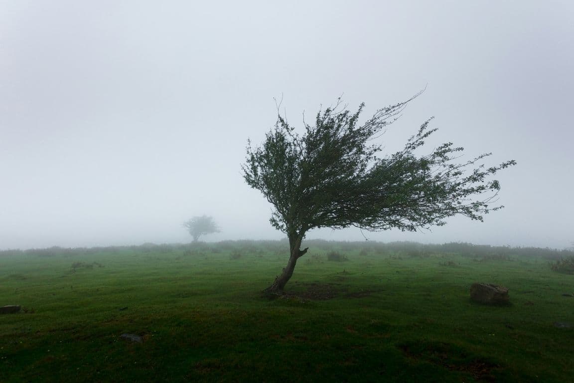 A wind-blown tree in fog.